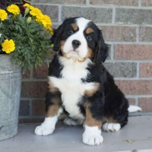 Mini-Bernese-Mountain-Dog