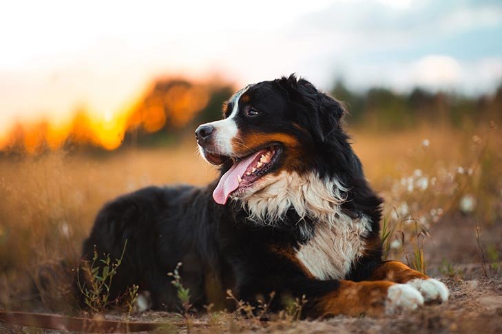 Mini-Bernese-Mountain-Dog