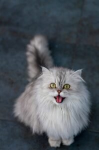 persian-cat