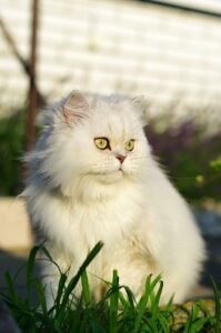 persian-cat