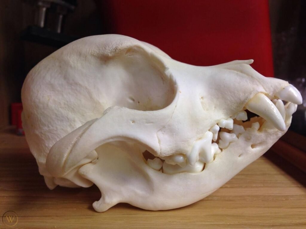 French-Bulldog-skull