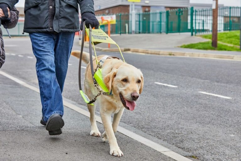 sponsor-a-guide-dog