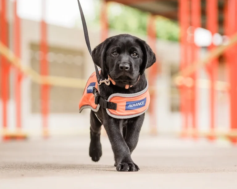 sponsor-a-guide-dog