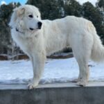 Colorado-Mountain-Dog