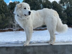 Colorado-Mountain-Dog