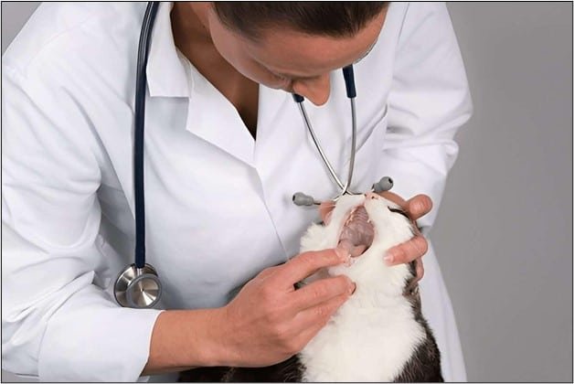 Feline-Stomatitis