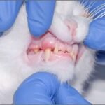 Feline-Stomatitis