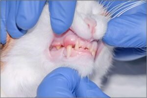 Feline-Stomatitis