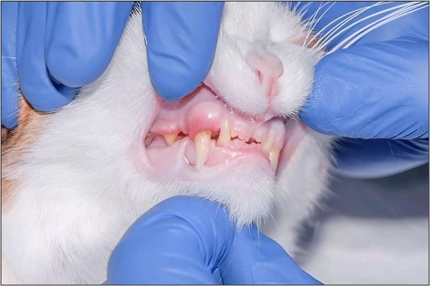 Feline-Stomatitis