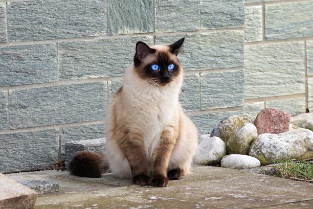 Ragdoll-cat-price