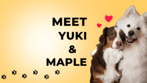 Yuki-and-maple